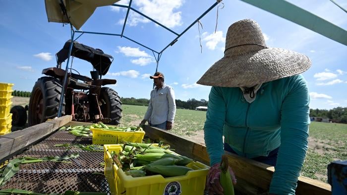 Migrant Farmworkers from Central and South America load fresh-picked corn into trays at Southern Hill Farms on April 21, 2020, in Clermont, Florida.