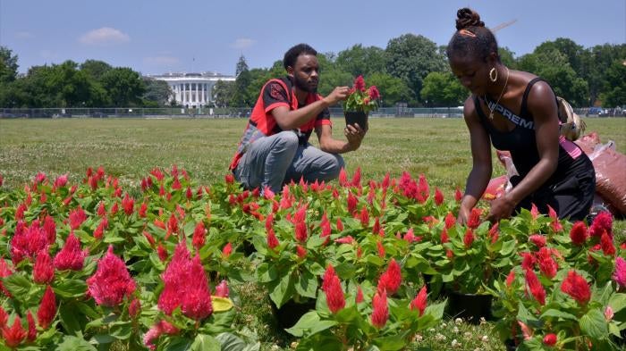 Kehmari Norman, a community garden specialist in DC and owner of Black Flower Market (BLK FLWR MRKT) and a local volunteer tend to a 150-foot garden planted outside the White House to raise awareness for reparations for the legacy of slavery, in Washington, DC. 