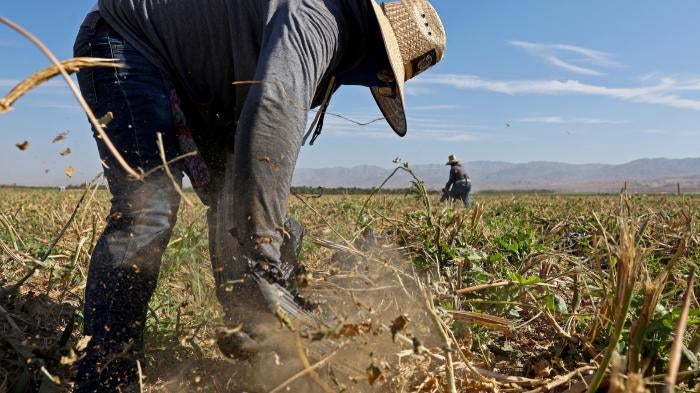 Farm workers in an okra field in California. 