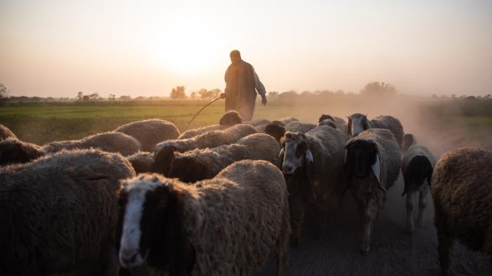 A farmer herds sheep through farmland in the vicinity of the Ravi River project, in Lahore, Pakistan.