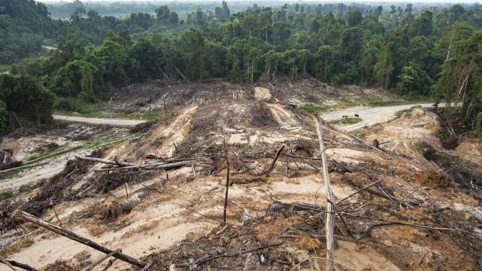 Deforestation due to plant palm oil plantations near Sandakan city, State of Sabah, North Borneo Island, Malaysia.