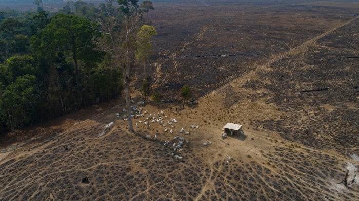 Cattle graze on land recently burned and deforested by cattle farmers near Novo Progresso, Para state, Brazil, on August 23, 2020. 