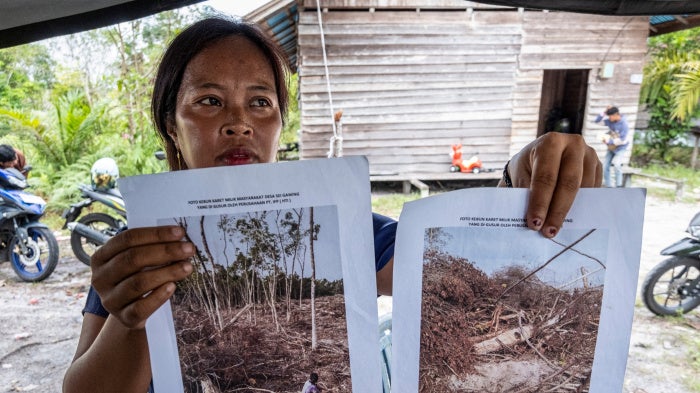 An Indigenous Dayak villager shows pictures of her rubber plantation destroyed by an industrial logging company
