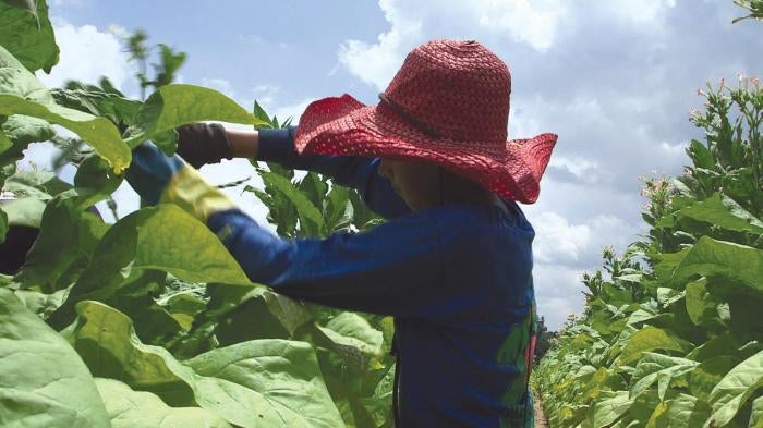 A 15-year-old girl works on a tobacco farm in North Carolina. July 2013.
