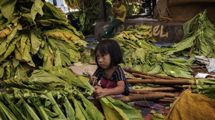 A young girl ties tobacco leaves onto sticks to prepare them for curing in East Lombok, West Nusa Tenggara.
