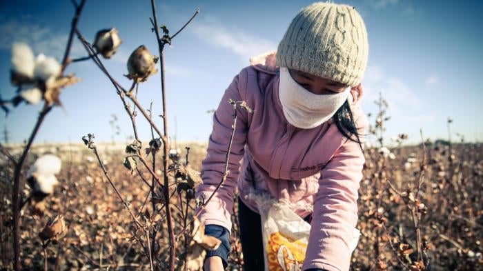 A woman picks cotton during the 2015 cotton harvest, which runs from early September to late October or early November annually.