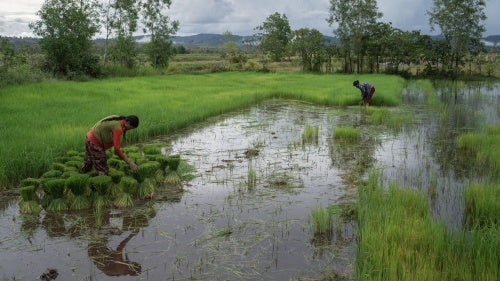 Two women harvesting rice in a rural rice field
