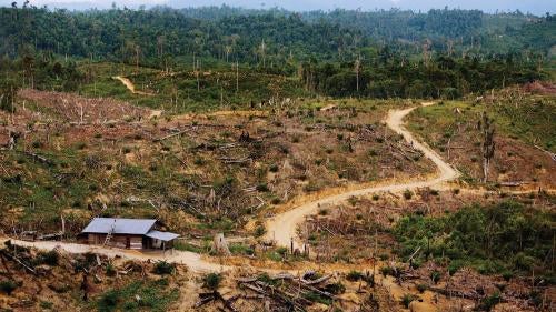 The village of Desa Sungai has lost its land and livelihood to a palm oil plantation. Singkil swamp rainforest, Aceh, Sumatra, Indonesia.