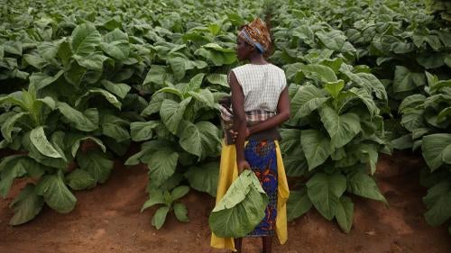 A farmworker stands near a tobacco field on a farm east of Harare, Zimbabwe. 