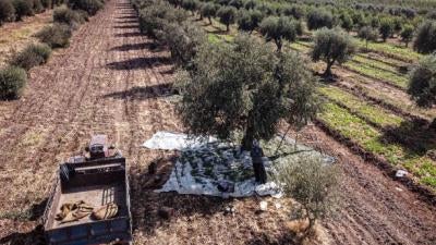 Syrian farmers harvest olives in Idlib, Syria on November 21, 2020. Despite the negative effects of fertilization, tree pruning and transportation costs as well as the increase in fuel prices, farmers started to harvest olives, their main source of their income. The land pictured is not representative of the cases investigated by Human Rights Watch.