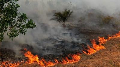 Government Fails to Protect Indonesia Peatlands