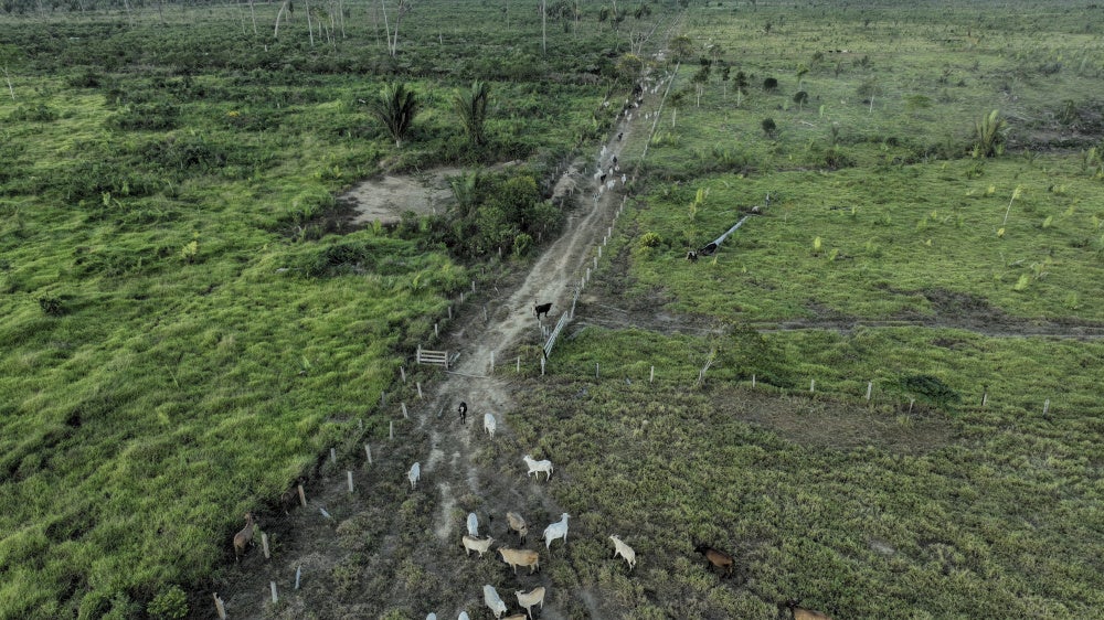 Cattle walk along an illegally deforested area in an extractive reserve near Jaci-Parana, Rondonia state, Brazil, July 12, 2023. 