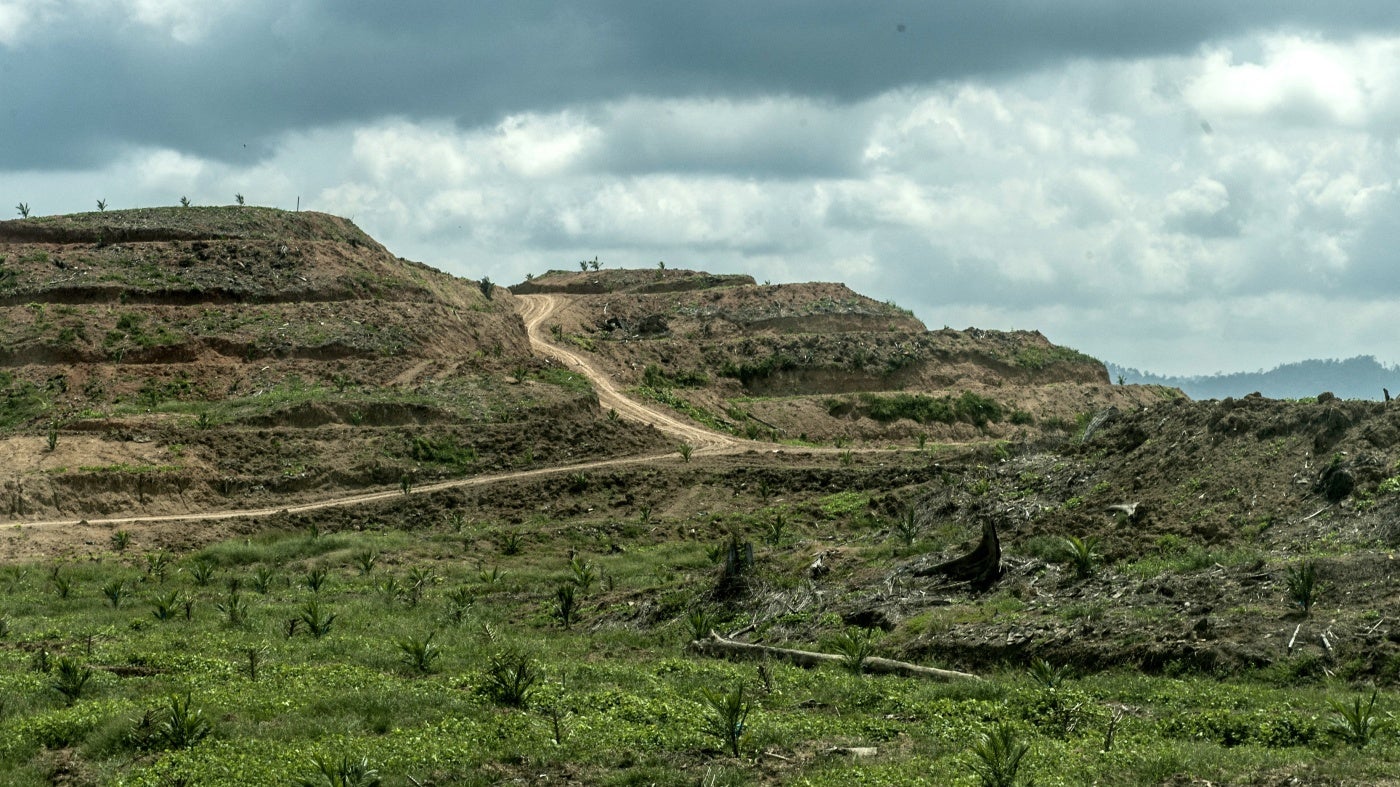 The palm oil plantation area beside the Tabin wildlife reserve forest in Sabah, Borneo, Malaysia