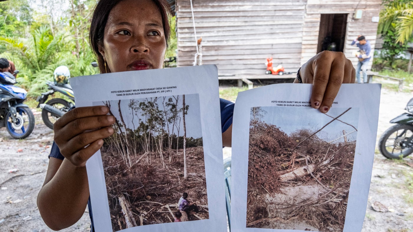 An Indigenous Dayak villager shows pictures of her rubber plantation destroyed by an industrial logging company
