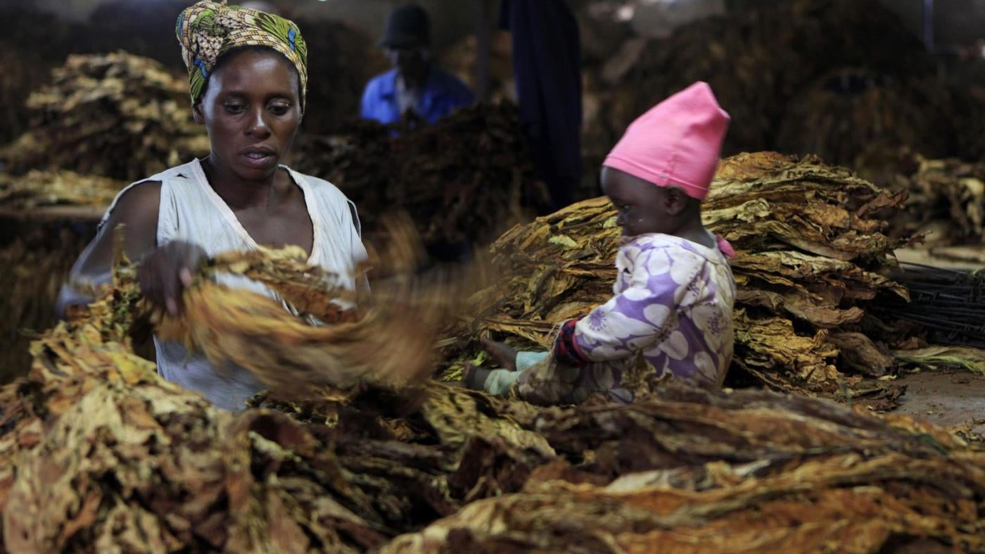 A woman sorts dried tobacco leaves in Harare, Zimbabwe while a child sits nearby. 
