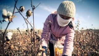 A woman picks cotton during the 2015 cotton harvest, which runs from early September to late October or early November annually.