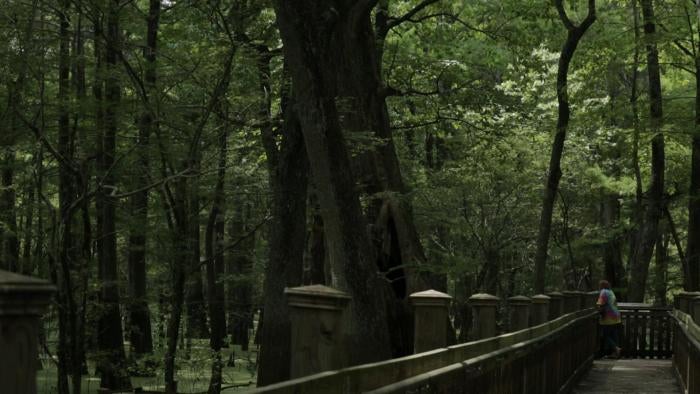 Lindy Lou Wells filmed standing the Mississippi wilderness for the film Lindy Lou, Juror Number 2