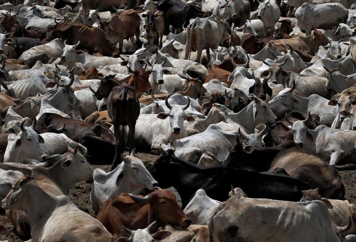 supreme court judgement on cow slaughter 2019