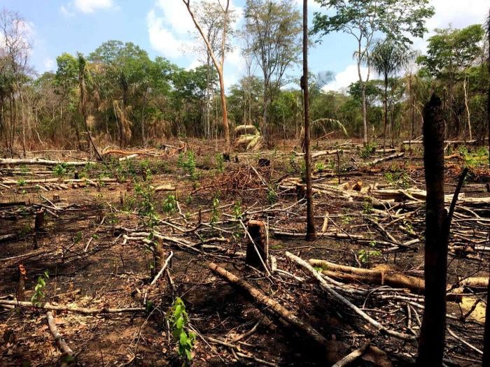 How Violence and Impunity Fuel Deforestation in Brazil’s Amazon | HRW