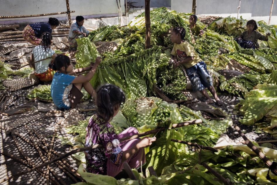 Des enfants attachent des feuilles de tabac sur des bâtons en y enfilant leurs tiges, avant la phase de séchage, sur une plantation de tabac dans l’est de l’île de Lombok (province de Nusa Tenggara Barat), en Indonésie. 