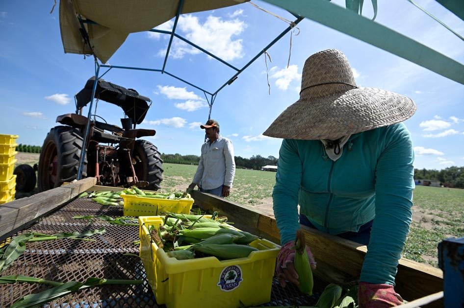Migrant Farmworkers from Central and South America load fresh-picked corn into trays at Southern Hill Farms on April 21, 2020, in Clermont, Florida.