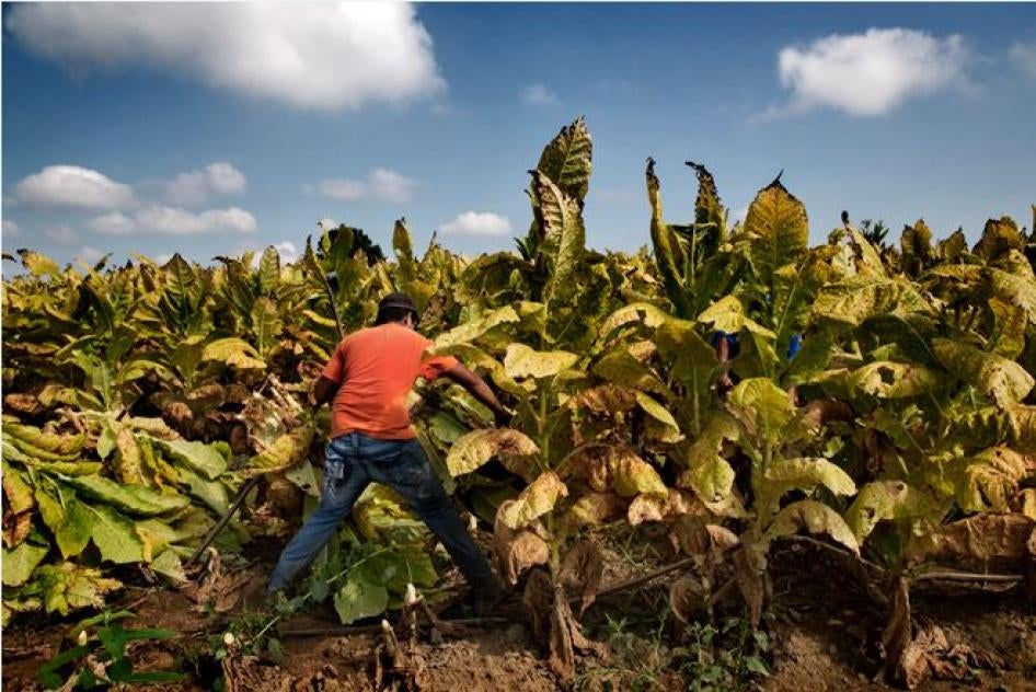 Un trabajador de 16 años cosecha tabaco en una granja de Kentucky.
