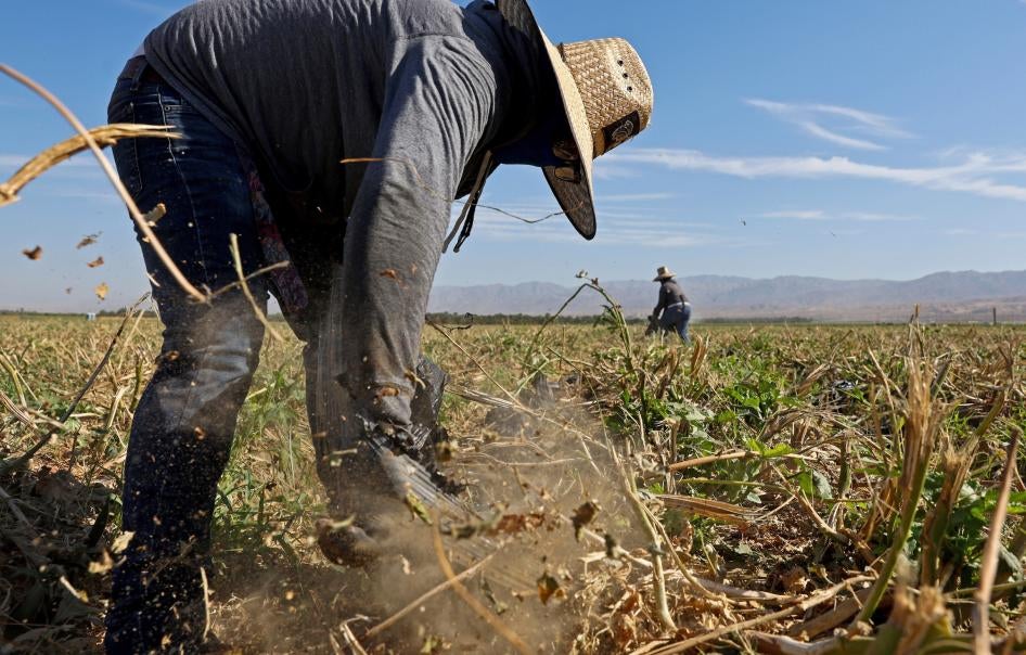 Farm workers in an okra field in California. 
