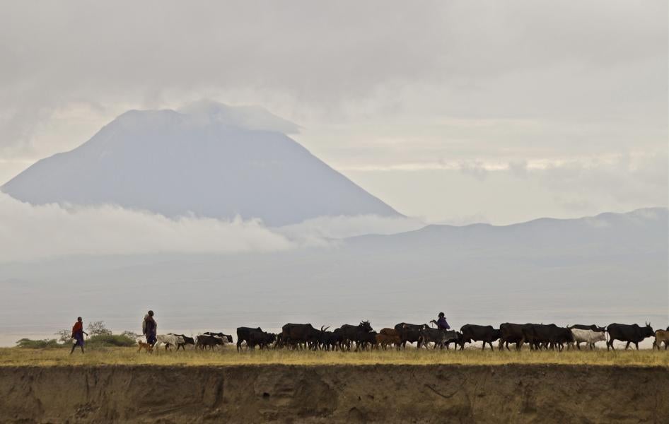 Cattle grazing on the Salai Plains, Loliondo Game Controlled Area, Tanzania. 