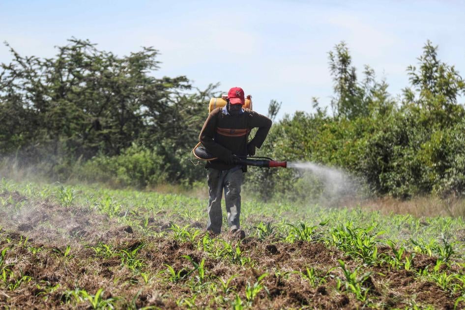 A man sprays pesticides at a maize farm in Nakuru, Kenya, April 28, 2020. © 2020 Sipa via AP Images