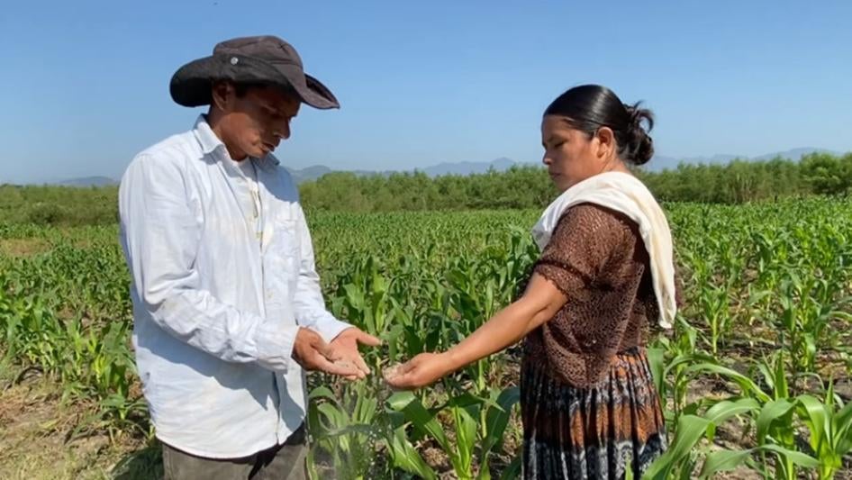 A couple hold sand in their hands while standing in a field of crops