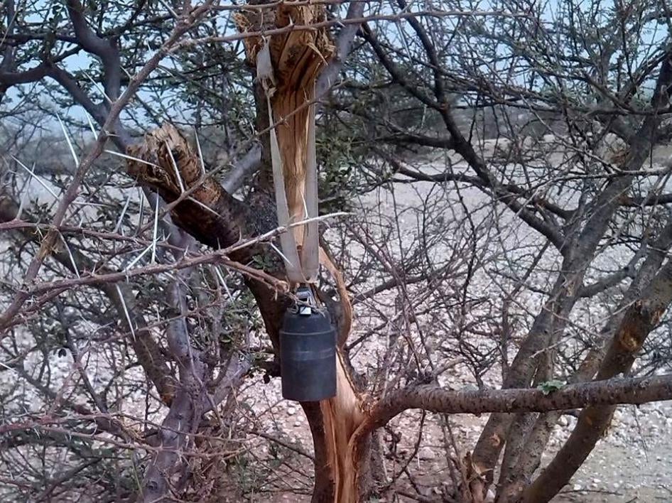 Unexploded M77 DPICM submunition hanging from a tree near Malus village, northern Yemen, after a cluster munition attack on June 7, 2015. 
