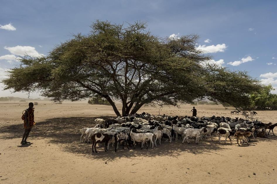 Boys herding goats