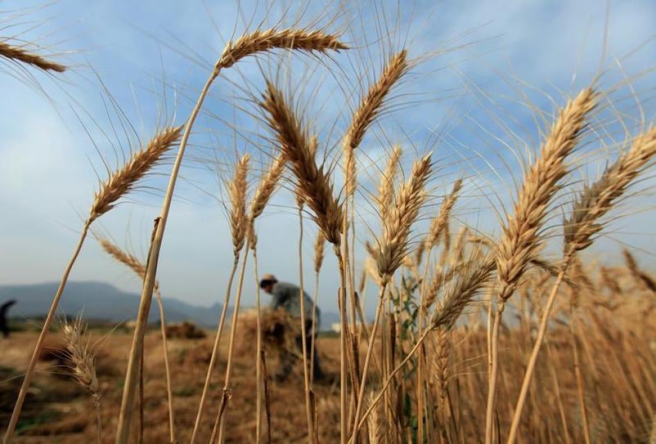A farmer harvests wheat at a field on the outskirts of Islamabad, Pakistan, May 6, 2016.