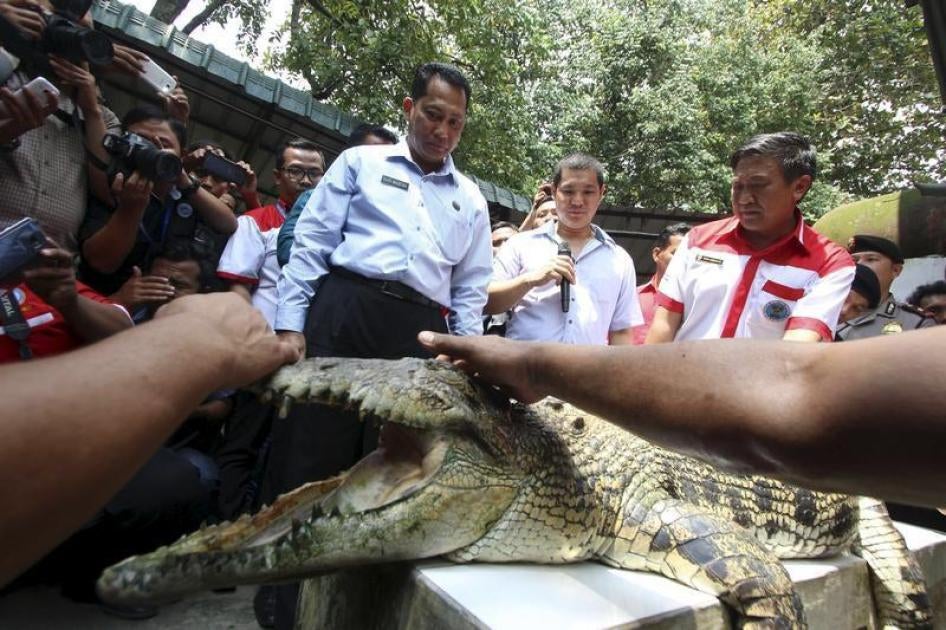 The head of the Indonesia's National Narcotics Board Budi Waseso (L) looks at a crocodile during a visit to a crocodile farm in Medan, North Sumatra, on November 11, 2015.