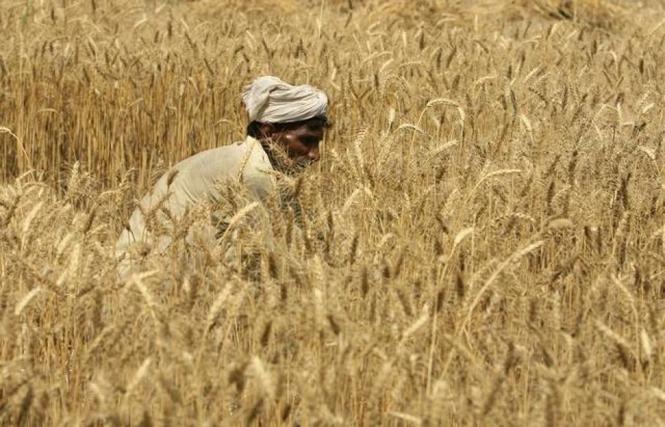 拉合尔郊区农民收割麦田，旁遮普省，2013年5月16日。