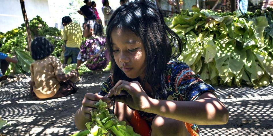 小女孩正将烟叶扎上竹竿以备烘烤，西努沙登加拉省，东龙目县。