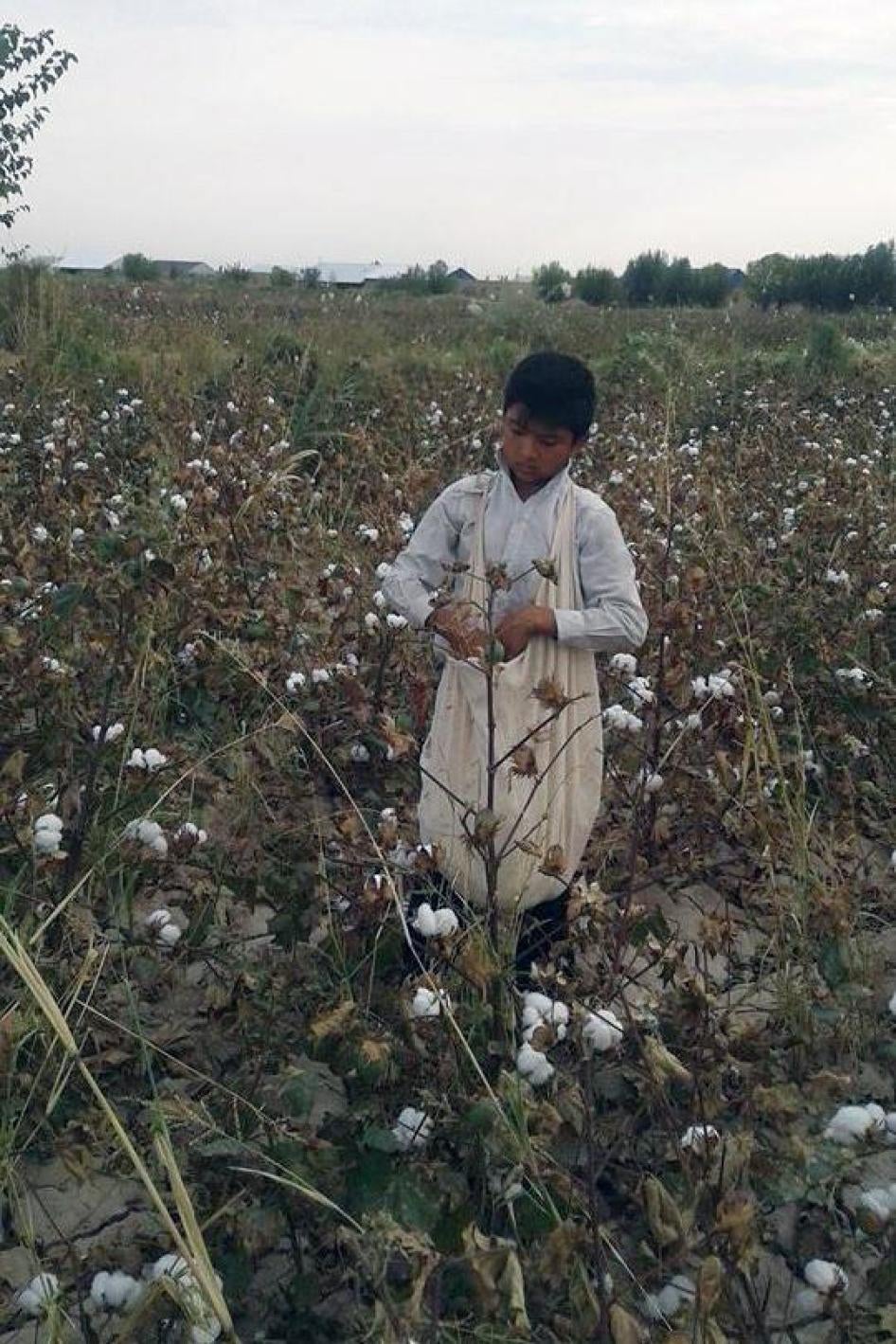 13-летний мальчик собирает хлопок по приказу школы в зоне реализации проекта Всемирного банка, уборка урожая 2016 года, Элликкалинский район Каракалпакстана. 
