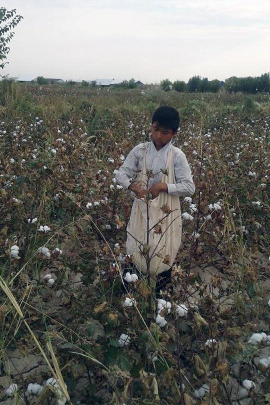 2016年收获季，在世界银行项目区域之一，卡拉卡尔帕克斯坦自治共和国艾利卡拉区，一名13岁男童被学校派来采摘棉花。在艾利卡拉，至少有两所学校下令13到14岁儿童在放学后下田采收棉花。