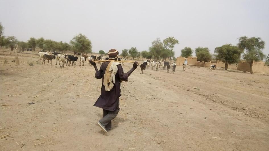 A Peuhl herder shepherds his cows in the Soum province of Burkina Faso. 