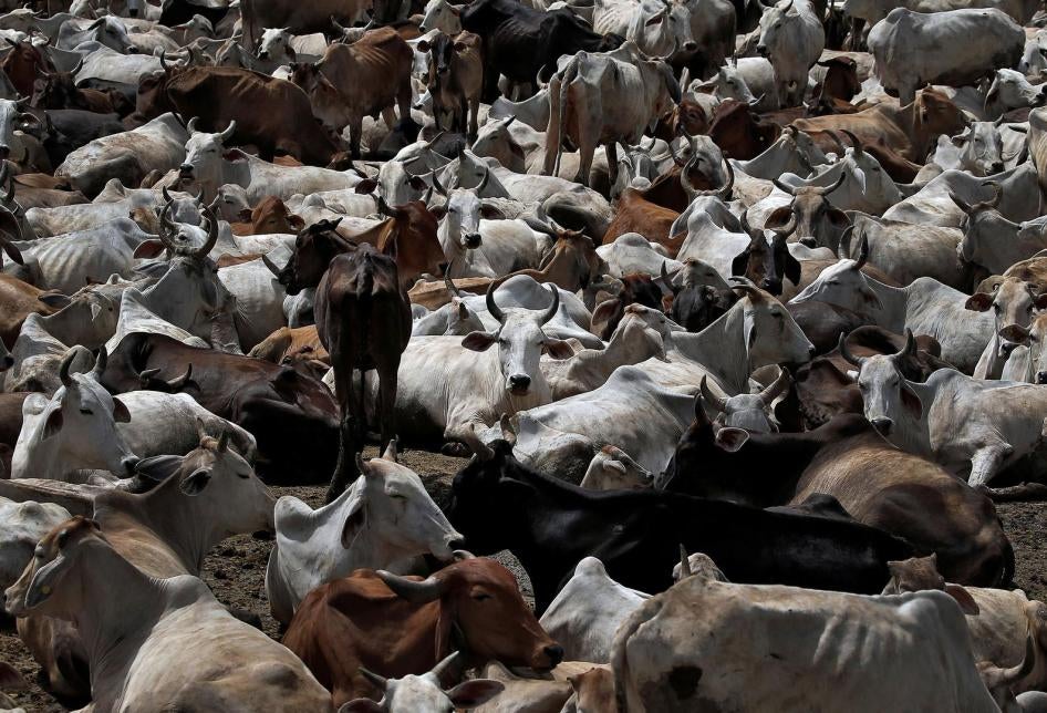 Cattle seized by cow vigilantes in a cow shelter in Barsana, Uttar Pradesh, June 2017. 