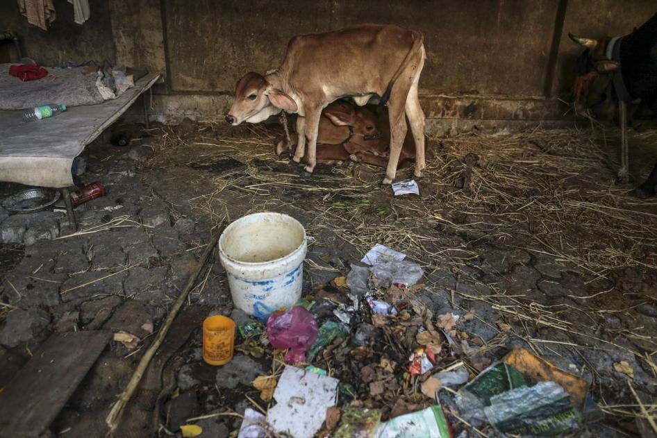 A calf at a cow shelter in Mumbai, March 2015. 