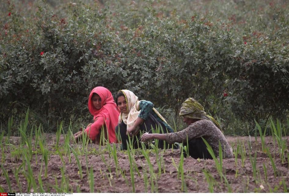 Pakistani women work in a field in Lahore.
