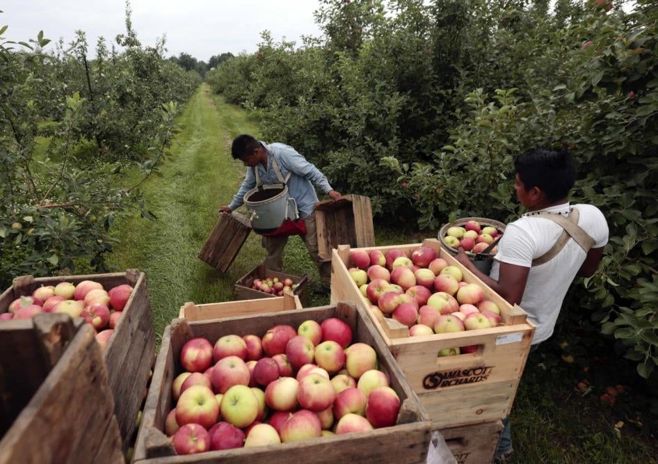 Farmworkers harvest apples on a farm in New York.