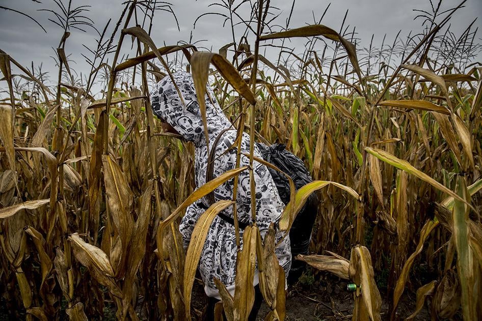 An Afghan asylum seeker walks through a cornfield in Roszke, Hungary. September 10, 2015.
