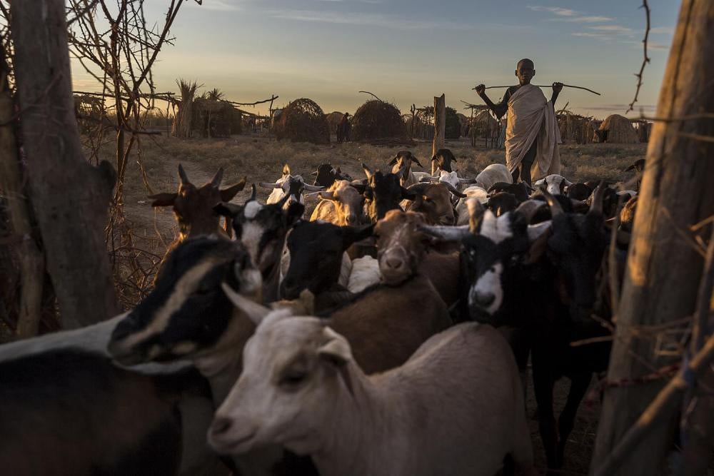 villagers herd livestock