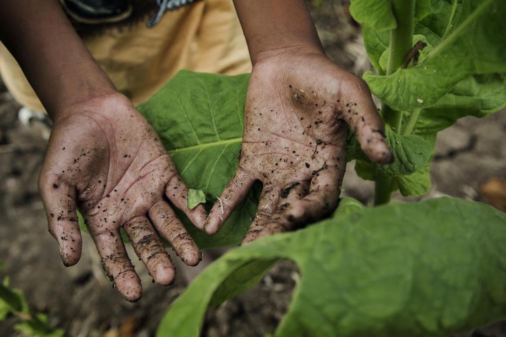 Tangan bocah laki-laki 14 tahun setelah memanen daun tembakau di satu perkebunan dekat Sampang, Jawa Timur.  