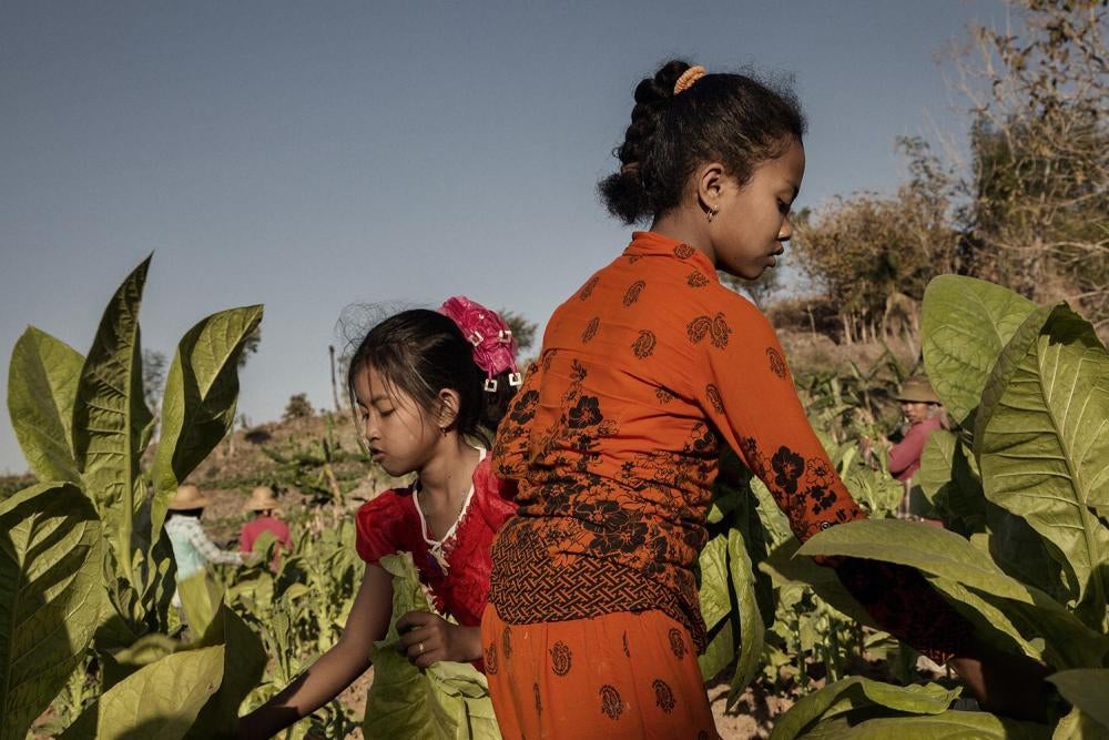 A 11-year-old girl (front) and an 9-year-old girl (back) harvest tobacco on a farm near Sumenep, East Java.