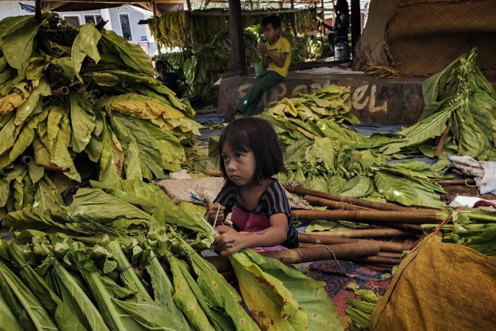 A young girl ties tobacco leaves onto sticks to prepare them for curing in East Lombok, West Nusa Tenggara.