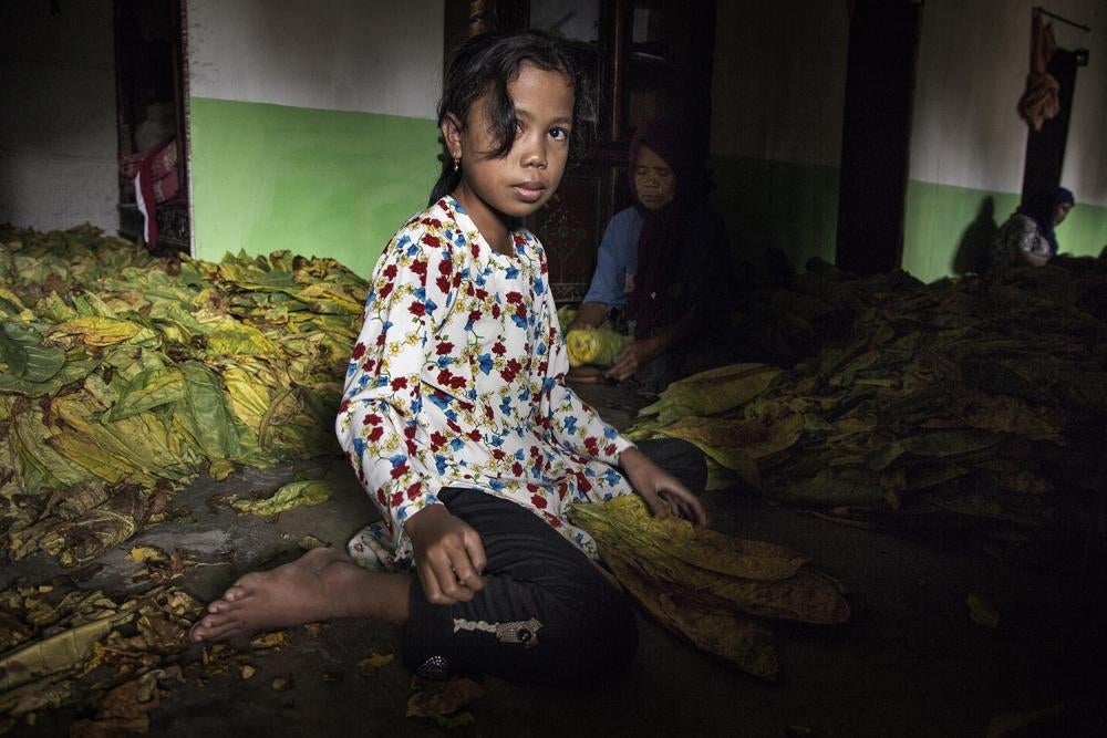 Bocah perempuan 8 tahun menyortir dan mengikat daun tembakau dengan tangan, dekat Sampang, Jawa Timur. 