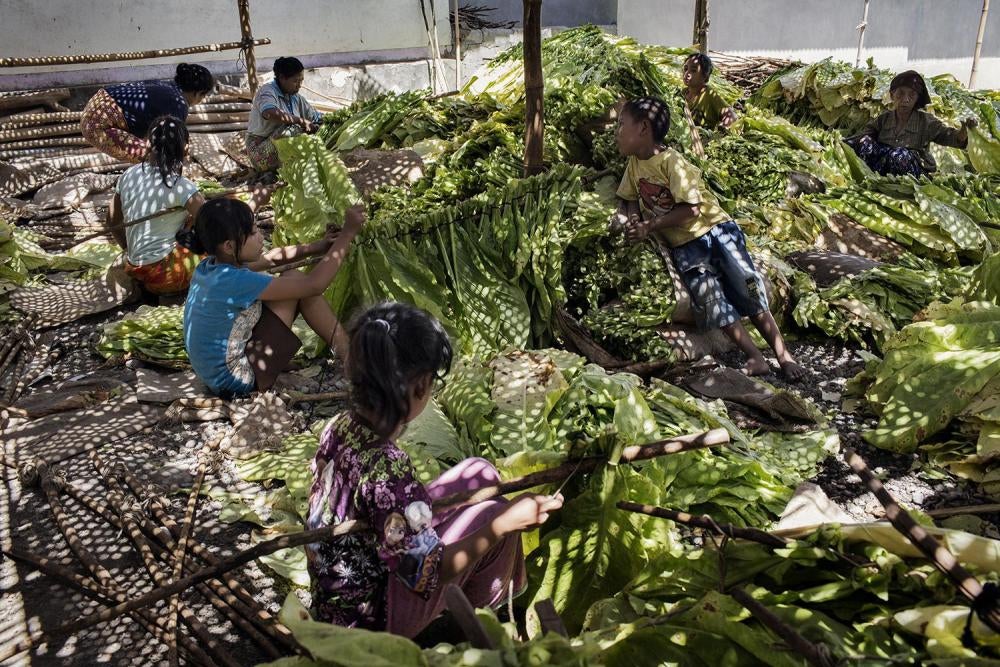   Anak-anak mengikat daun tembakau pada tongkat untuk persiapan pengeringan di Lombok Timur, Nusa Tenggara Barat. 